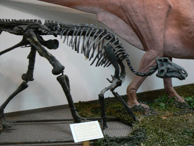 fossil dinosaur museum